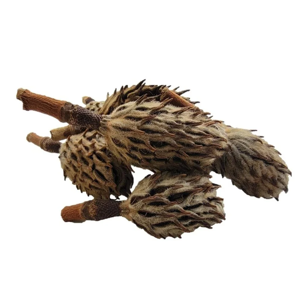 Magnolia Seed Pods, 12 Pack for Bioactive Enclosures, Terrariums,